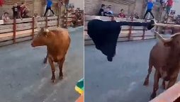 اسپین میں فیسٹیول کےدوران بیل ہجوم پر چڑھ دوڑا