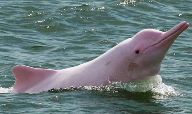 گلابی ڈولفن