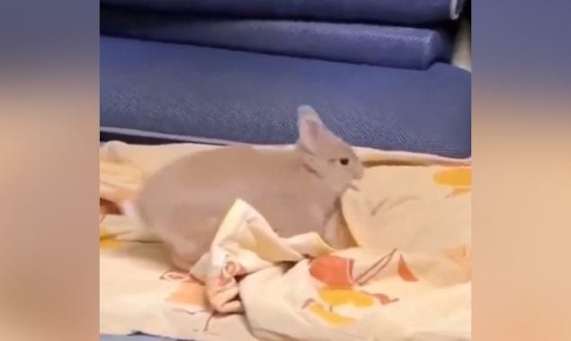 خرگوش