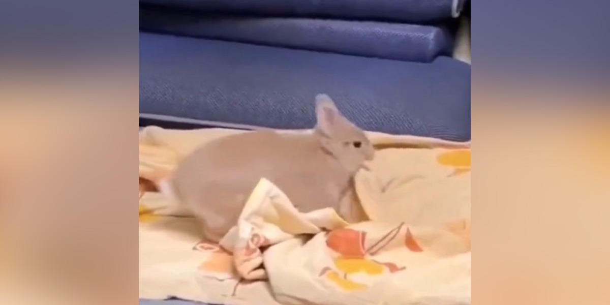 خرگوش