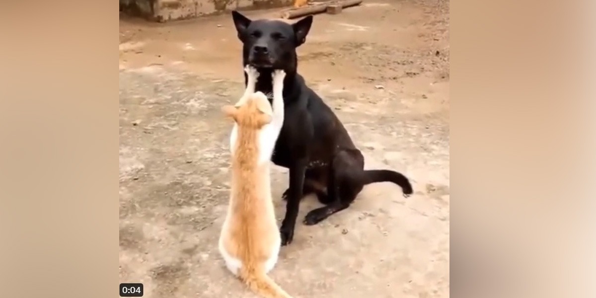 بلی