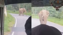 ہاتھی