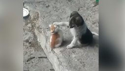 بلی