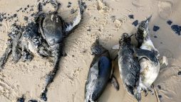 یوراگوئے کے ساحل پر ہزاروں پینگوئن کی ہلات سے تشویش پیدا ہوگئی