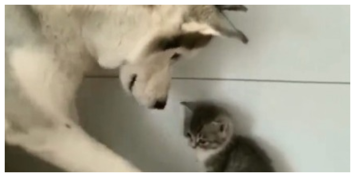 بلی اور کتے