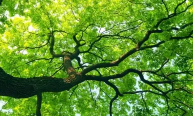 خیبرپختونخوا