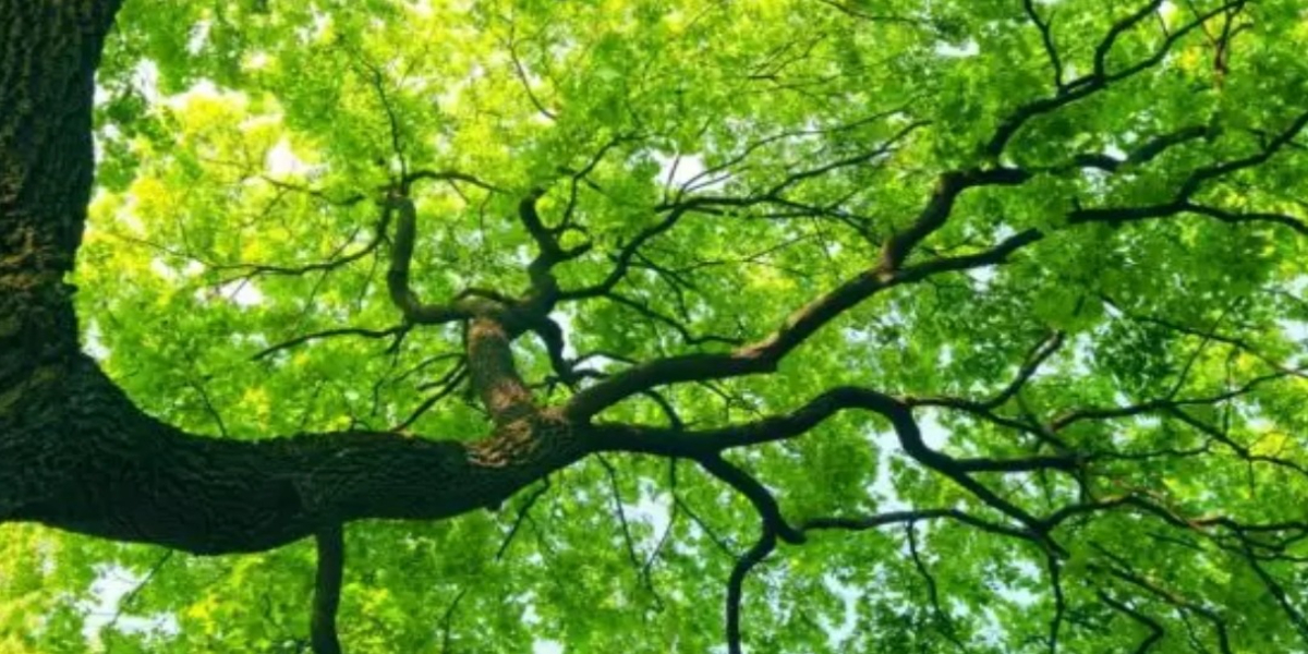 خیبرپختونخوا