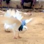 کبوتر