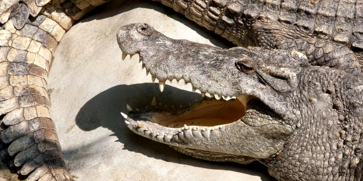 چین میں سیلاب کے دوران درجنوں مگر مچھ جھیل سے فرار