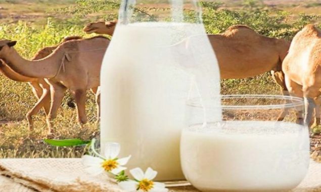 اونٹنی کے دودھ