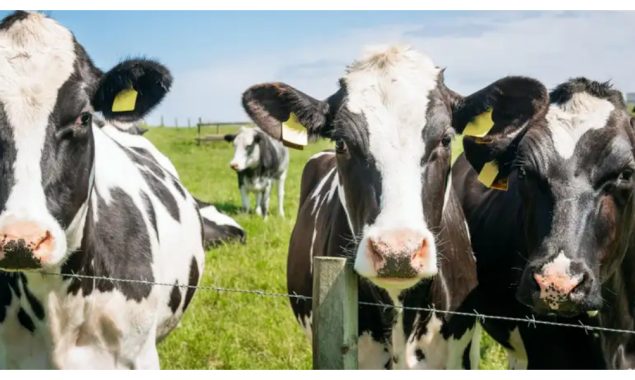 گائے کے گوشت