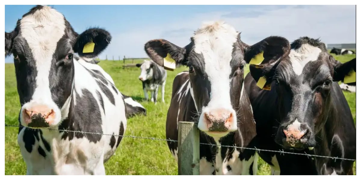 گائے کے گوشت