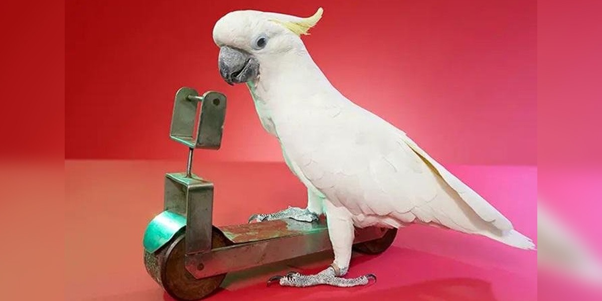 رواں برس کے 8 عجیب و غریب عالمی ریکارڈ