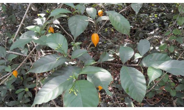 افریقی پودا دماغی چوٹ لگنے والے افراد کے لیے مسیحا بن گیا