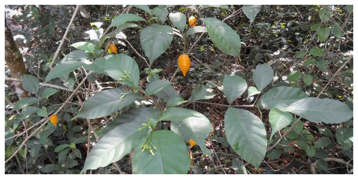 افریقی پودا دماغی چوٹ لگنے والے افراد کے لیے مسیحا بن گیا