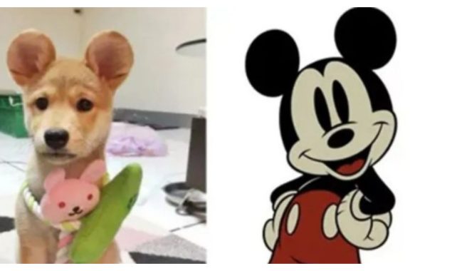 چین میں کتے کے کان کو مکی ماؤس کے کانوں میں بدلنے کا فیشن سامنے آگیا