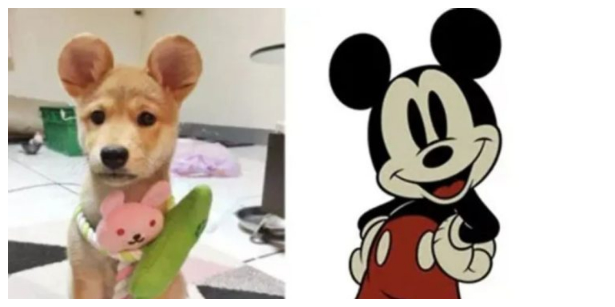 چین میں کتے کے کان کو مکی ماؤس کے کانوں میں بدلنے کا فیشن سامنے آگیا