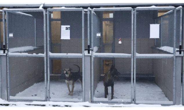 سردی سے ٹھٹھرتے اور موت سے ہمکنار ہوتے 120 کتوں کو پولینڈ کی عوام نے گود لے لیا