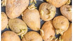 نرم چھلکے پر جڑیں نکلنا کیا آلو کے خراب ہونے کی علامت ہے، ماہرین کیا کہتے ہیں؟