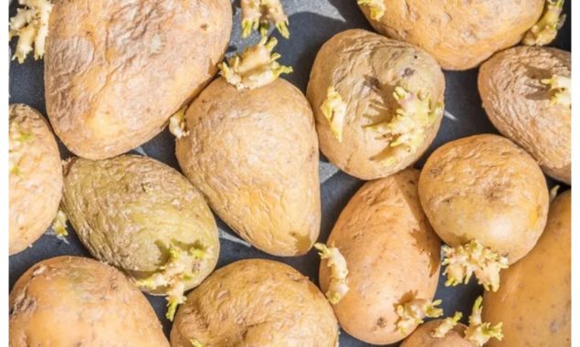 نرم چھلکے پر جڑیں نکلنا کیا آلو کے خراب ہونے کی علامت ہے، ماہرین کیا کہتے ہیں؟