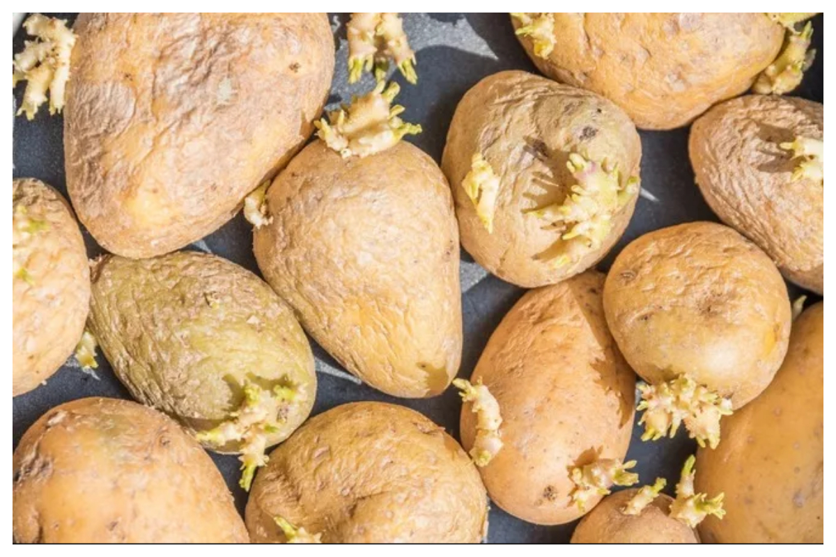 نرم چھلکے پر جڑیں نکلنا کیا آلو کے خراب ہونے کی علامت ہے، ماہرین کیا کہتے ہیں؟