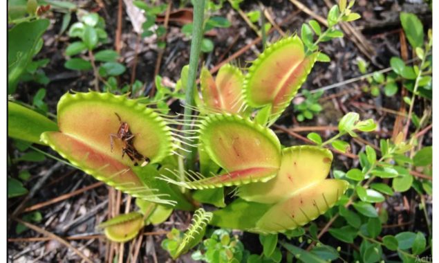 نایاب 'پچر پلانٹ' چوری کرنے والوں کے خلاف وارنٹ جاری