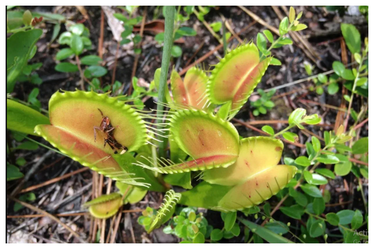 نایاب 'پچر پلانٹ' چوری کرنے والوں کے خلاف وارنٹ جاری