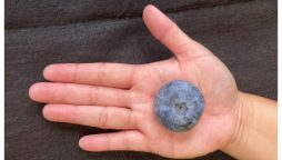 دنیا کی سب سے وزنی بلیو بیری اگانے کا عالمی اعزاز کس ملک کے نام رہا