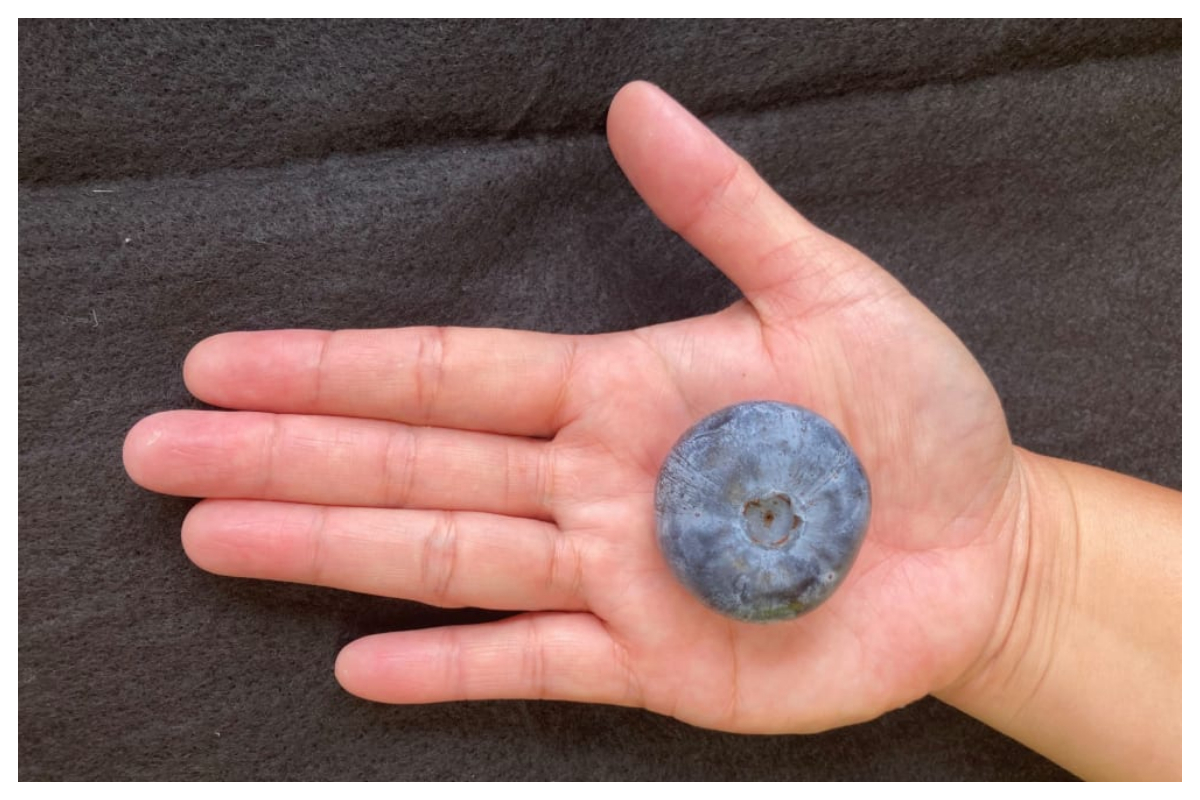 دنیا کی سب سے وزنی بلیو بیری اگانے کا عالمی اعزاز کس ملک کے نام رہا