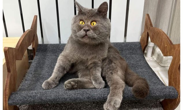 اس بلی کے انسٹاگرام فالوورز جان کر آپ حیران رہ جائیں گے