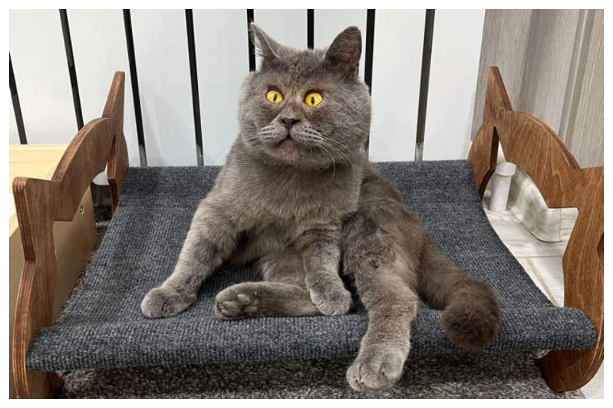 اس بلی کے انسٹاگرام فالوورز جان کر آپ حیران رہ جائیں گے