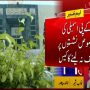 پشاور ہائی کورٹ