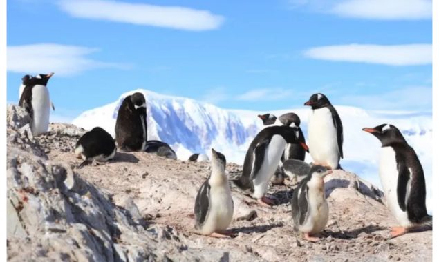 اوزون کا سوراخ انٹارکٹیکا کے جانوروں کو جھلسا رہا ہے