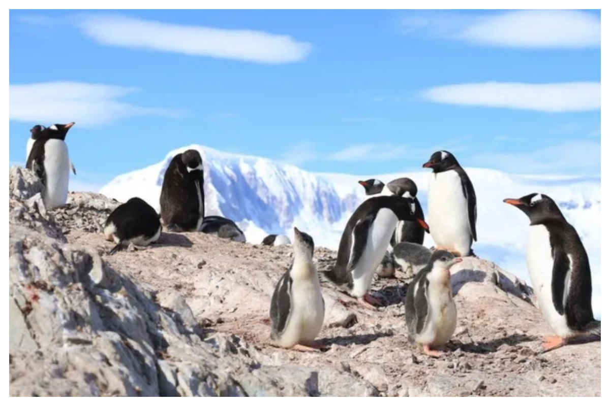 اوزون کا سوراخ انٹارکٹیکا کے جانوروں کو جھلسا رہا ہے