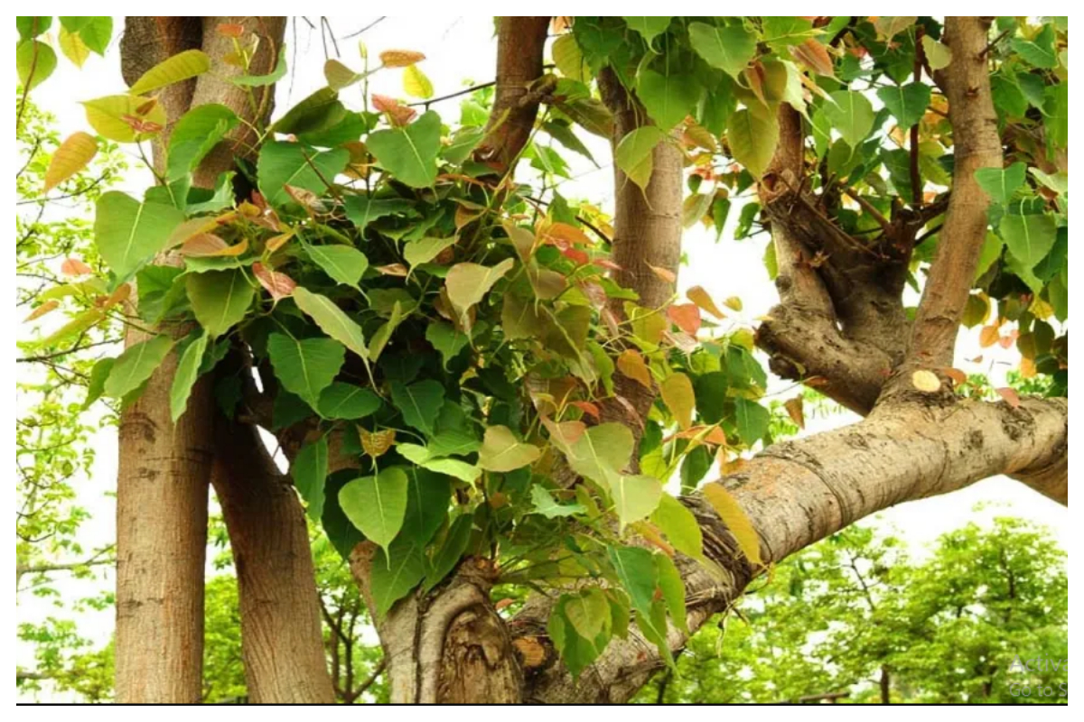 کراچی شہر سے ختم ہوتے نیم اور پیپل کے درخت