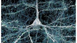 گوگل اور ہارورڈ نے انسانی دماغ کا انتہائی مفصل تھری ڈی نقشہ تیار کر لیا