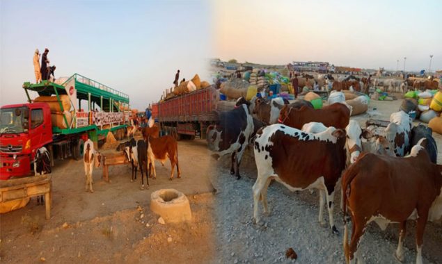 مویشی منڈی کی رونقیں بحال، 30 ہزار سے زائد جانور پہنچ گئے