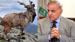 مارخور کے پہلے عالمی دن پر وزیر اعظم محمد شہباز شریف کا پیغام