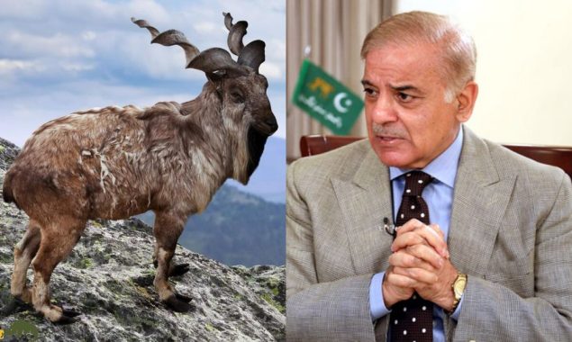 مارخور کے پہلے عالمی دن پر وزیر اعظم محمد شہباز شریف کا پیغام