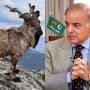 مارخور کے پہلے عالمی دن پر وزیر اعظم محمد شہباز شریف کا پیغام