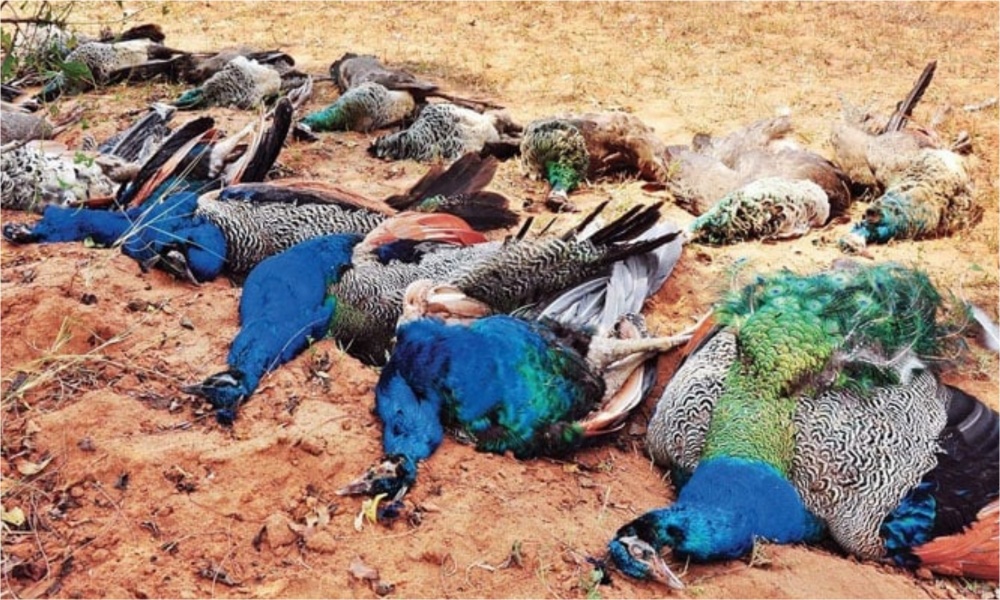 تھر میں حسین پرندے مور کی نسل خطرے میں پڑگئی