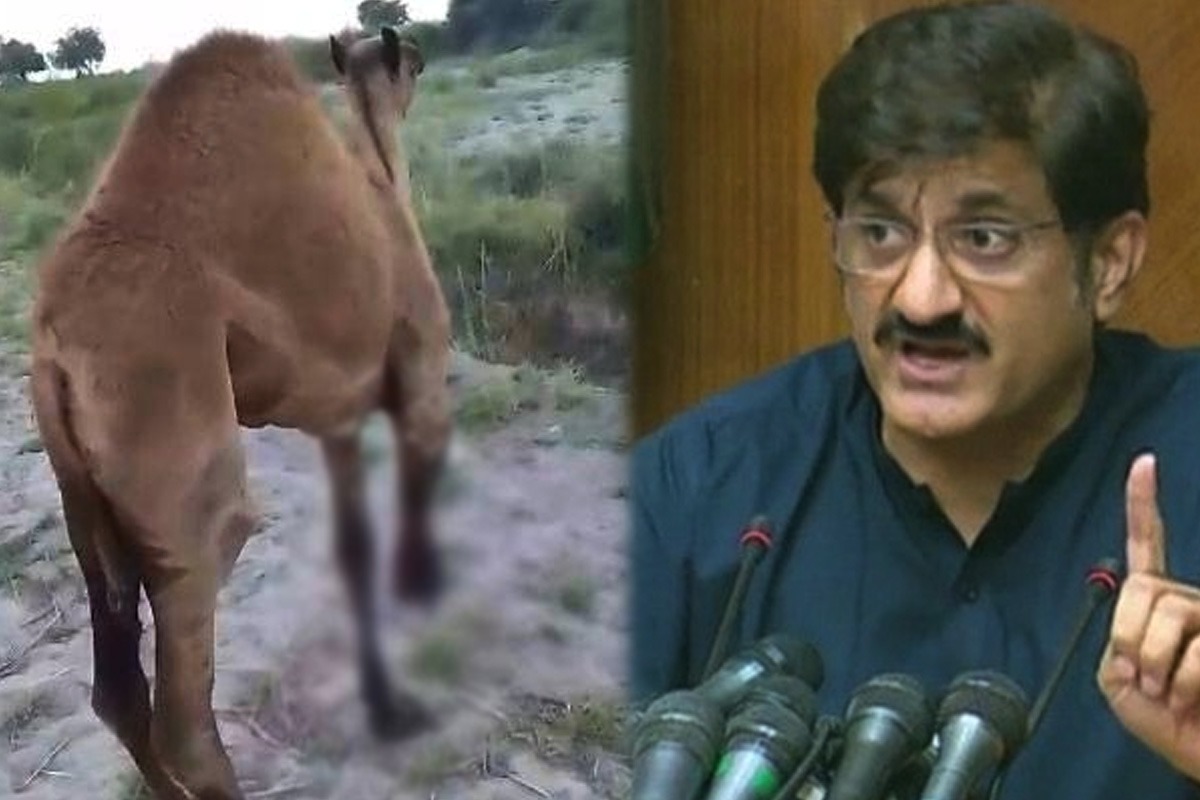 وزیراعلٰی سندھ