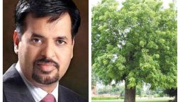 صدقہ جاریہ کرنا ہے تو دو درخت لگائیں، مصطفیٰ کمال