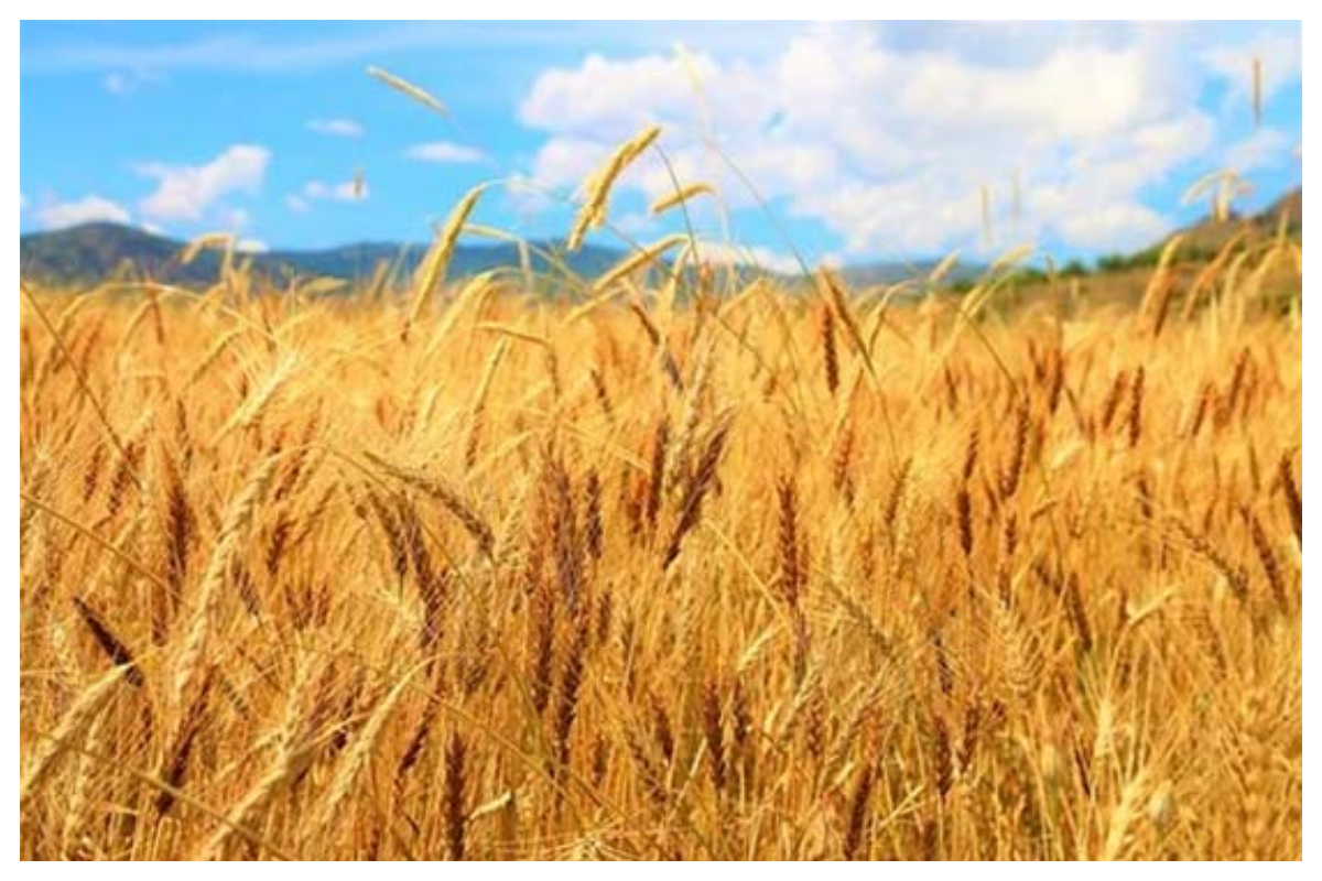 پاکستان کی تاریخ میں پہلی بار ریکارڈ زرعی برآمدات ہوئیں