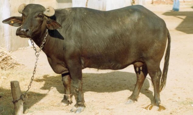 میرا کاٹا گیا چارہ کیوں کھایا، نوجوان نے بھینس کی زبان کاٹ دی
