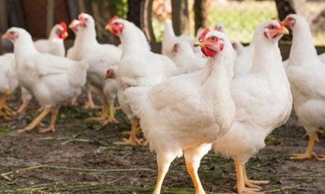 مرغی کی قیمت میں اچانک بڑا اضافہ؛ تمام ریکارڈ ٹوٹ گئے