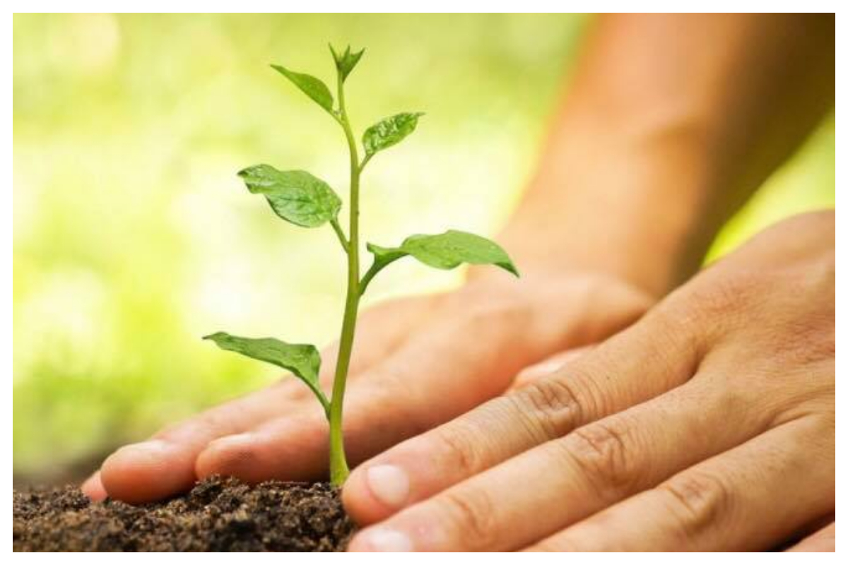 پلانٹ فار پاکستان، یوم آزادی کی مناسبت سے شجرکاری مہم کا آغاز