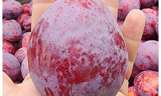 جنوبی افریقی کسان نے دنیا کے سب سے وزنی آلو بخارہ اگانے کا عالمی اعزاز اپنے نام کرلیا