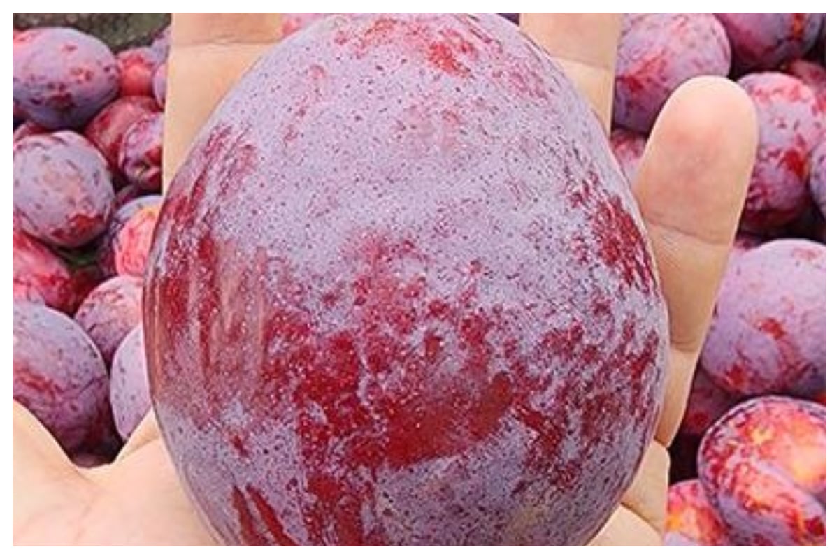 جنوبی افریقی کسان نے دنیا کے سب سے وزنی آلو بخارہ اگانے کا عالمی اعزاز اپنے نام کرلیا