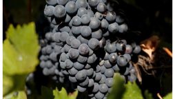 سیاہ انگور کے 10 حیرت انگیز فوائد، جنہیں آپ نہیں جانتے